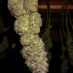 Organic_Outdoor_Purple_Urkle