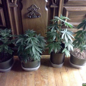 Third Indoor Grow - August 21, 2011