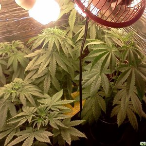 Third Indoor Grow - August 21, 2011