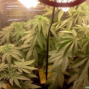 Third Indoor Grow - August 21, 2011