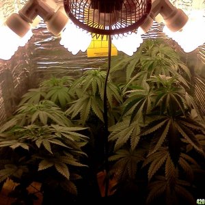 Third Indoor Grow - August 21, 2011