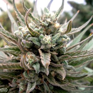 Prop_215_Organic_Blue_Dream