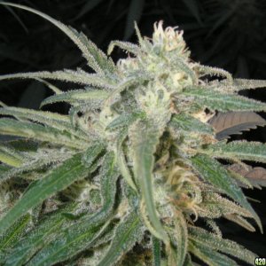 Organic_Jack_Herer_Flower