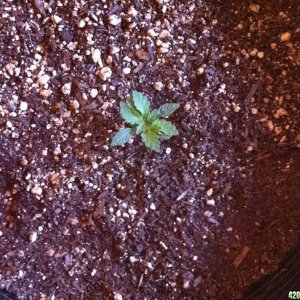 Green Poison Seedling