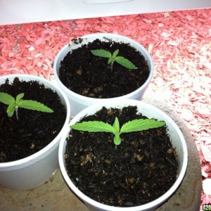 Blue Dream Seedlings