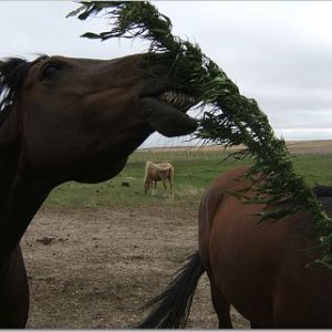 horsehemp