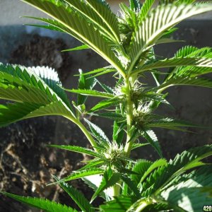 Kosher kush cc2010