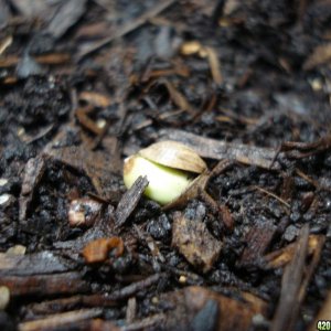 SWAHILI HAZE SEEDS SPROUTING