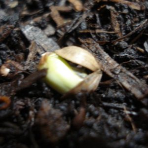 SWAHILI HAZE SEEDS SPROUTING