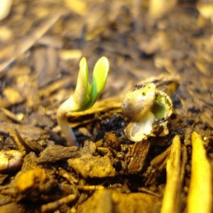 SWAHILI HAZE SEEDS SPROUTING