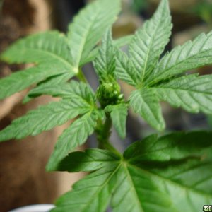 Indica Male Plant