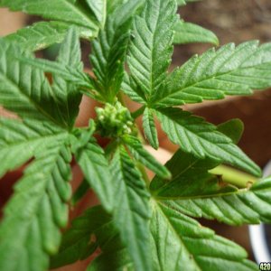 Indica Male Plant