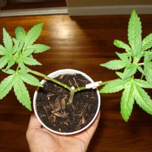 male cannabis plant