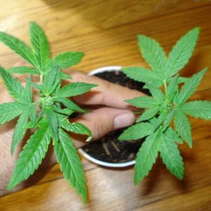 male cannabis plant