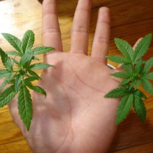 male cannabis