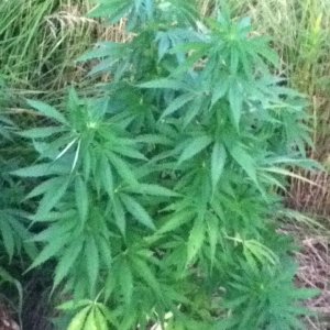 Super Bud 8-25-2011