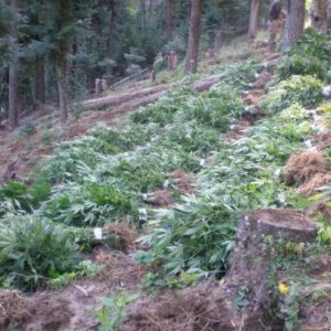 Pot_plantation_found_in_Oregon_forest_1_