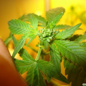 male cannabis plant