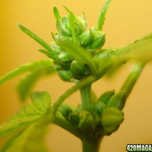 male cannabis plant