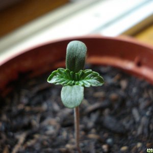 Swahili haze seedling