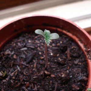 swahili haze seedling