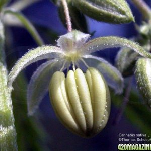 male cannabis pollen sacks after dispersing pollen