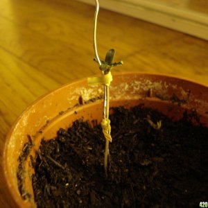 haze seedling/stretching problem