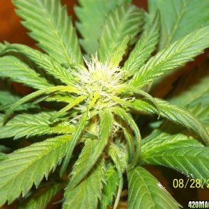 day18bud2