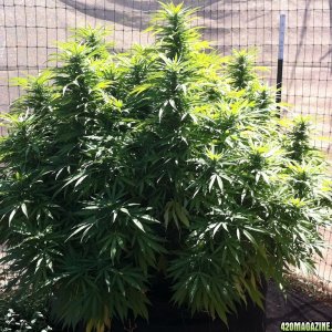 8-28-2011 garden shots outdoors GDP#1 clone Sils