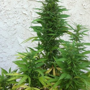 8-28-2011 garden shots outdoors Hindu Kush big bud