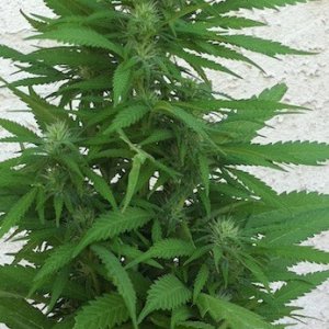 8-28-2011 garden shots outdoors Hindu Kush solo big bud