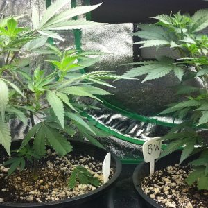 8-28 PUrple Kush and Blue Widow clones/mommas from 7-20-11