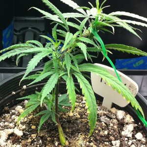 8-28 Train Wreck clone from 7-29-11 new momma or smoke