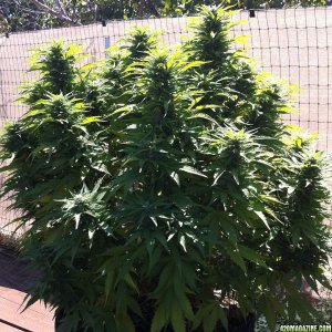 8-28_White_Rhino_38_days_flowering