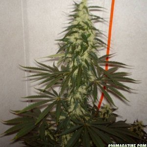 White Rhino #2 Day 46