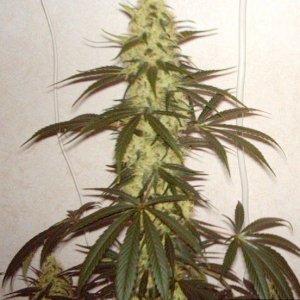 White Rhino #3 Day 46