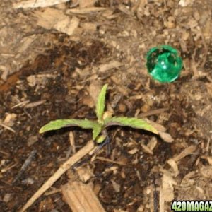 Blueberry growing slow