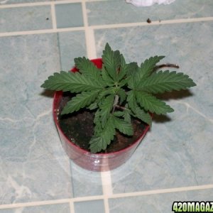 cfl grow