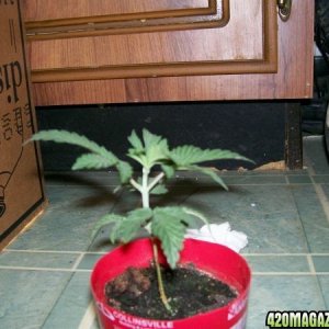 cfl grow