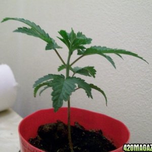 cfl grow