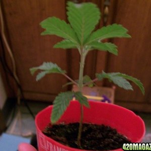 cfl grow