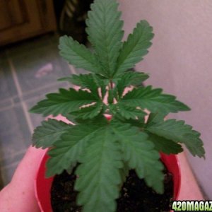 cfl grow