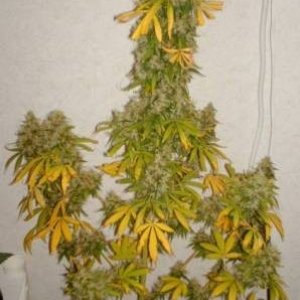 White Rhino Sativa Harvest (66days)