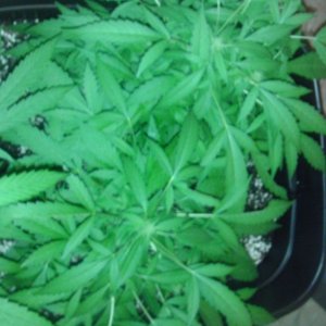 Plant C clone #1