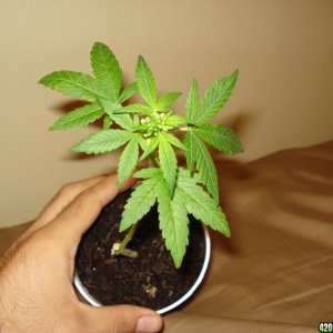 male indica plant