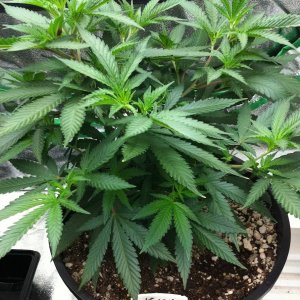 8-31 Kushberry #1 clone BUSHY