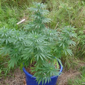 2011 Organic Outdoor Grow - Northern Lights