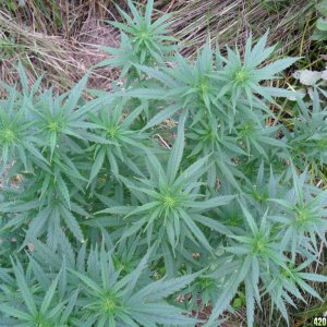 2011 Organic Outdoor Grow - Exodus Cheese