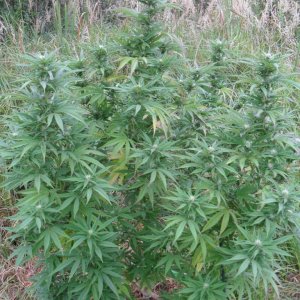 2011 Organic Outdoor Grow - Lemon Kush