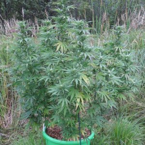 2011 Organic Outdoor Grow - Lemon Kush